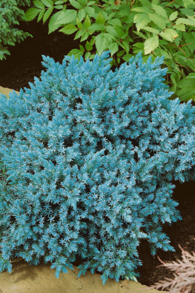 Ялівець лускатий Блю Стар (Blue Star) С2